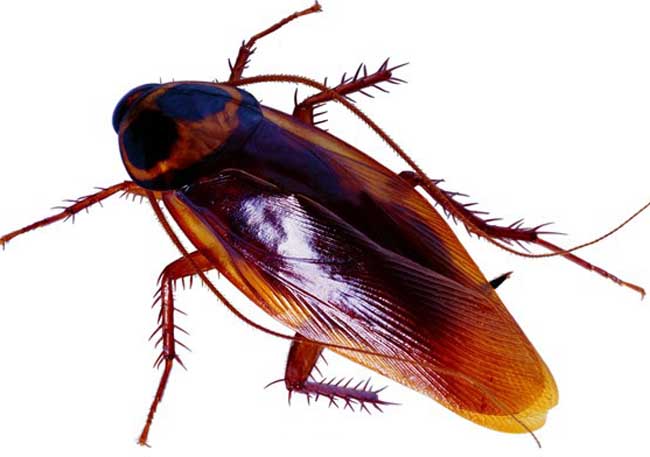 Gi&aacute;n lại v&ocirc; c&ugrave;ng th&iacute;ch tr&uacute; ngụ v&agrave; sinh sản tại vị tr&iacute; ấm &aacute;p như tủ quần &aacute;o